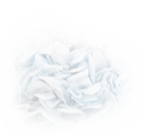 フラワーイメージ